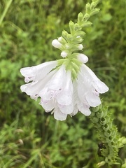 Physostegia angustifolia