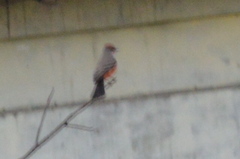 Pyrocephalus rubinus