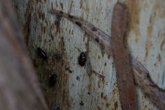 Monolepta minima