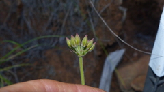 Pelargonium pillansii