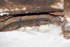 Phyllopezus pollicaris