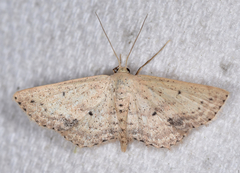 Scopula aemulata