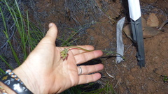 Pelargonium pillansii