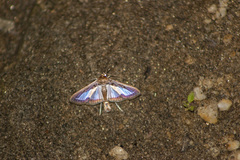 Diaphania elegans