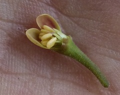 Pelargonium pillansii