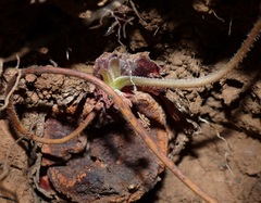 Pelargonium pillansii