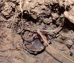 Pelargonium pillansii