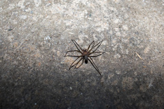 Loxosceles amazonica