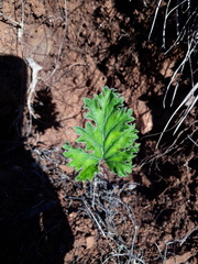 Pelargonium pillansii