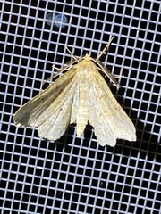 Metarranthis indeclinata