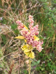 Chenopodium quinoa