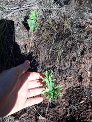 Pelargonium pillansii