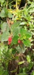 Gesnerieae