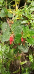 Gesnerieae