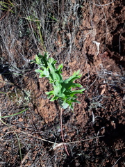 Pelargonium pillansii