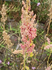 Chenopodium quinoa