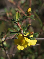 Hibbertia monogyna