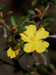 Hibbertia monogyna