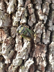 Neotibicen lyricen virescens