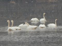 Cygnus columbianus columbianus