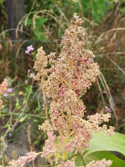 Chenopodium quinoa