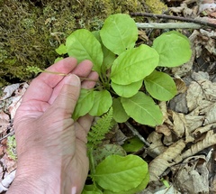 Pyrola elliptica