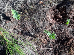 Pelargonium pillansii