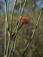 Allocasuarina distyla