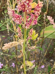 Chenopodium quinoa