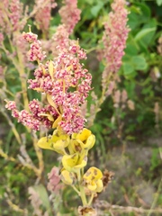 Chenopodium quinoa