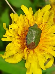 Palomena