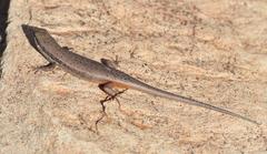 Trachylepis variegata