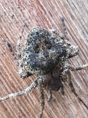 Araneidae