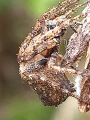Araneidae