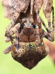 Araneidae