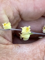 Streptanthus bernardinus