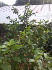 Hibiscus rosa-sinensis