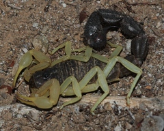 Parabuthus schlechteri