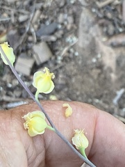 Streptanthus bernardinus