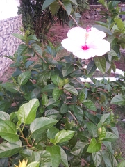 Hibiscus rosa-sinensis