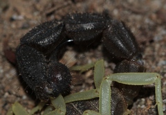 Parabuthus schlechteri