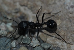Messor capensis