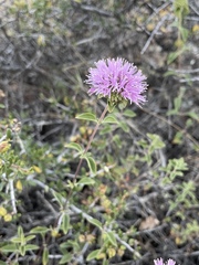 Monardella purpurea