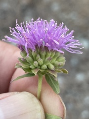 Monardella purpurea