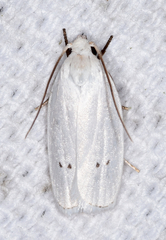 Antaeotricha albulella