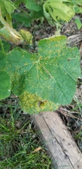 Puccinia malvacearum