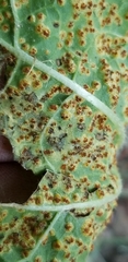 Puccinia malvacearum