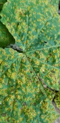 Puccinia malvacearum