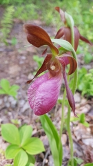 Cypripedium acaule image