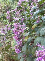 Hypoestes aristata